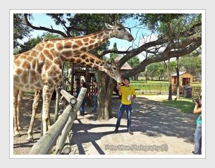 Feeding giraffes, Lion Park, Cradle of Humankind